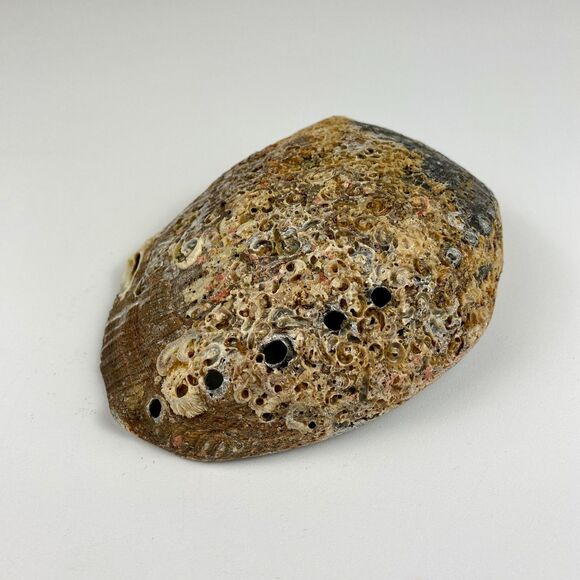 Abalone Shell 6”x5” Beautiful Display Piece Coastal Decor Trinket Dish Beach - Picture 8 of 12